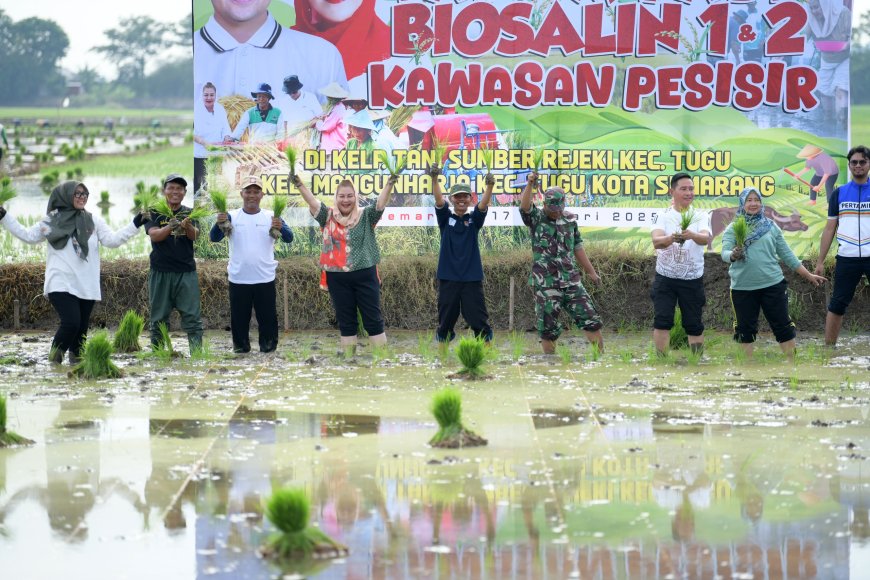 Semarang Targetkan Swasembada Pangan dengan Mengembangkan Teknologi Biosalin di Kecamatan Tugu